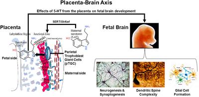 Transcriptomics and Other Omics Approaches to Investigate Effects of Xenobiotics on the Placenta